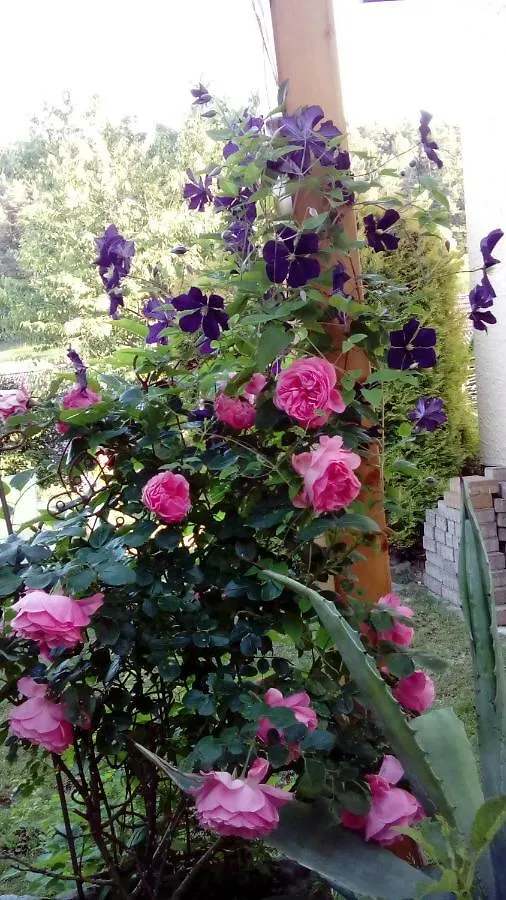 Apartment Mit Gartenblick Eckersdorf 0*,  Germany